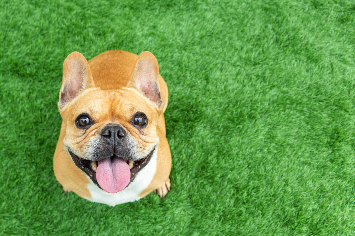 A smiling dog, a glimpse into what you'll find when exhibiting at Global Pet Expo.