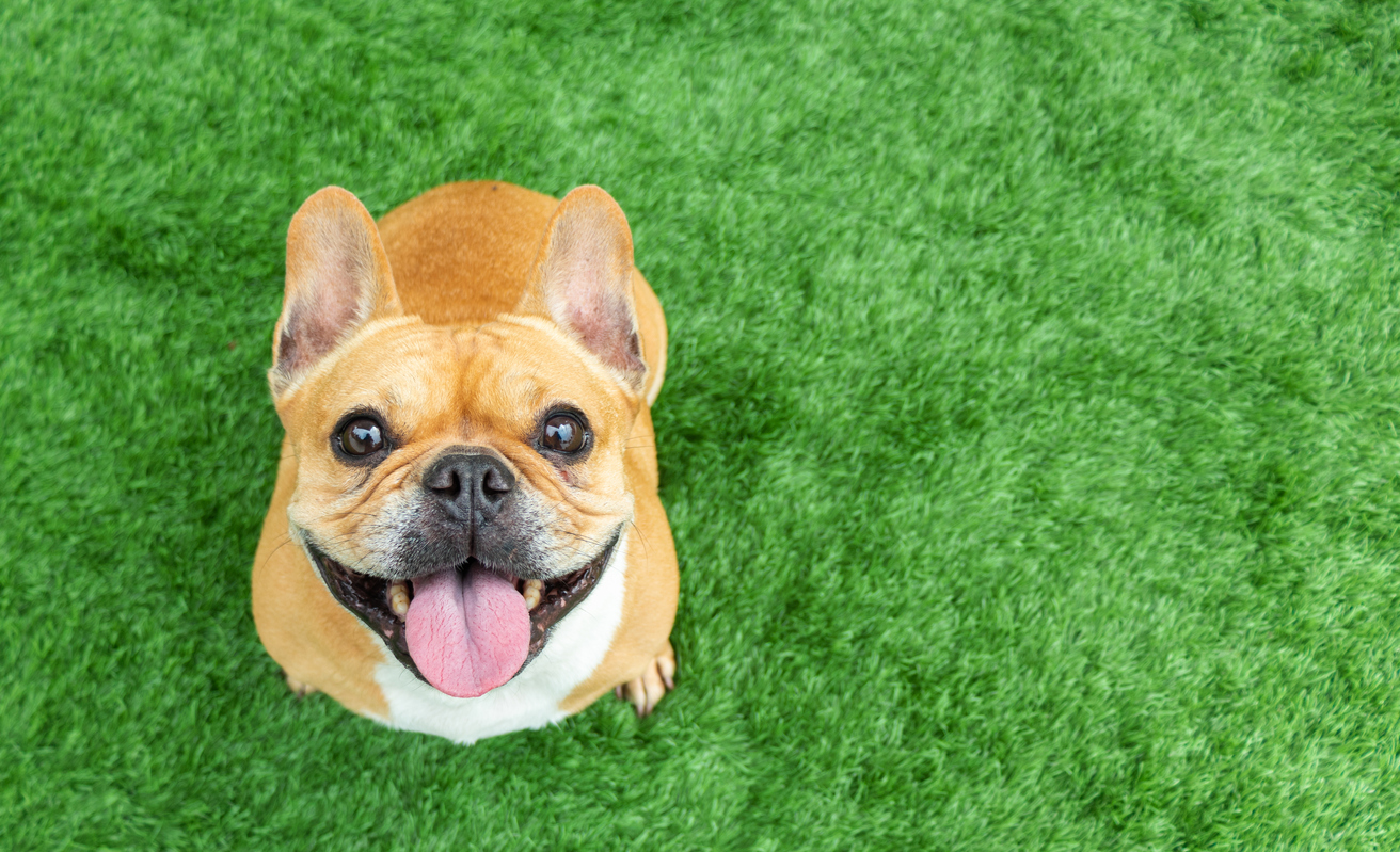 A smiling dog, a glimpse into what you'll find when exhibiting at Global Pet Expo.